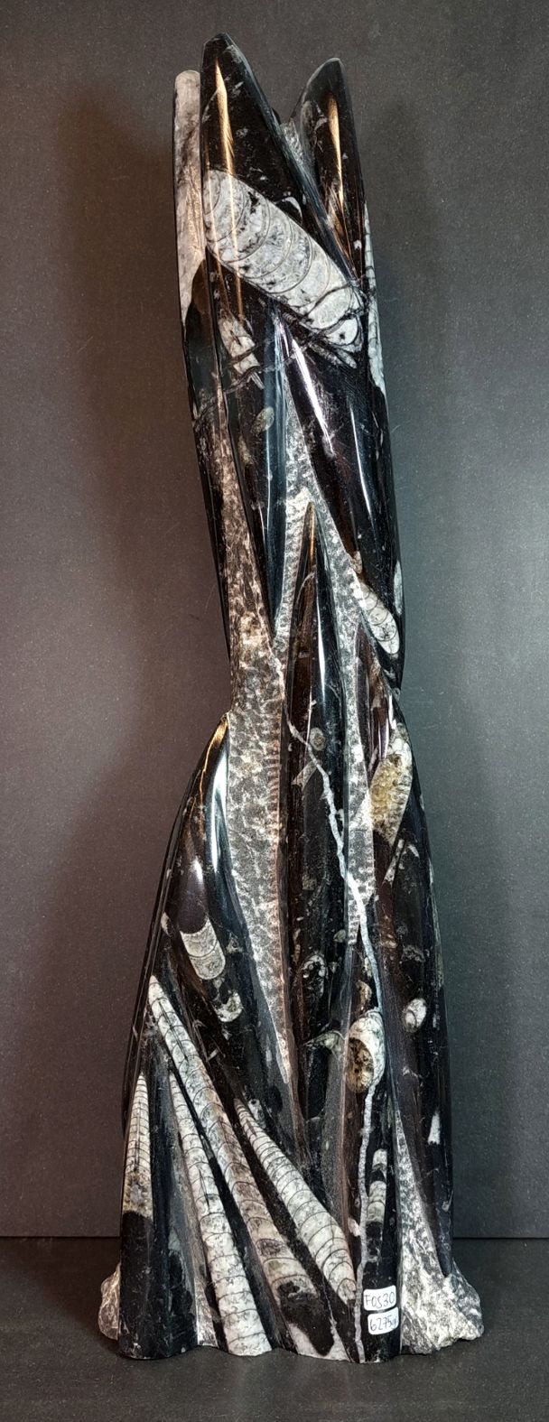 Devonian Orthoceras Fossil i Grundsten - Stående - 51cm