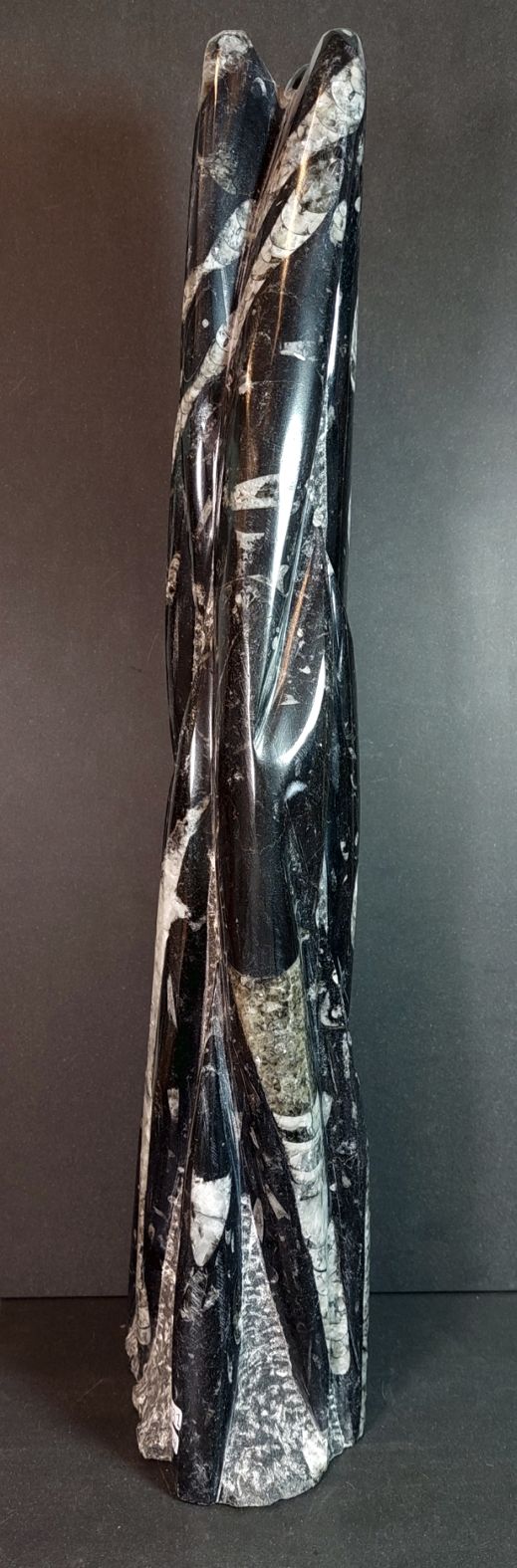 Devonian Orthoceras Fossil i Grundsten - Stående - 51cm - 2