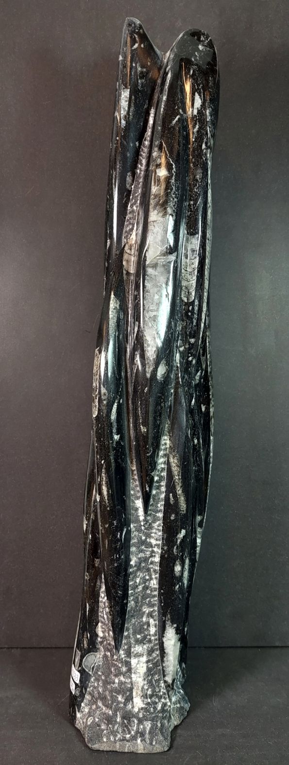 Devonian Orthoceras Fossil i Grundsten - Stående - 52cm - 2