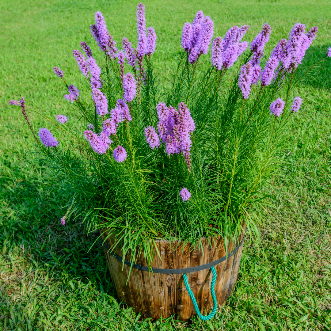 Rosenstav - Rose Purple