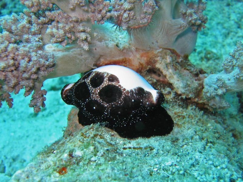 Ovula Ovum 