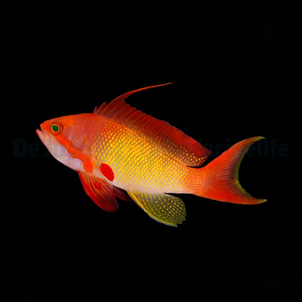 Pseudanthias squamipinnis PACK