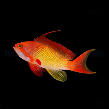 Pseudanthias squamipinnis PACK