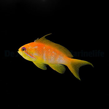 Pseudanthias squamipinnis PAKET