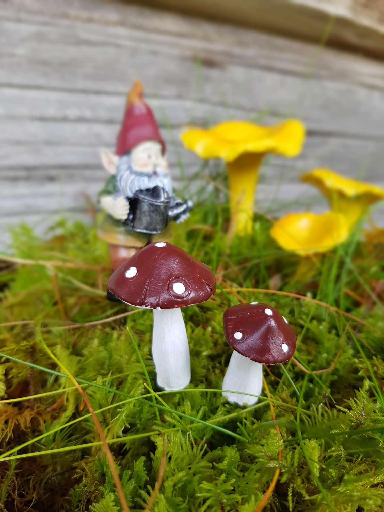 Flugsvamp mix 3-pack - 3