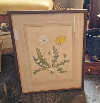 Dandelion watercolor and opaque white