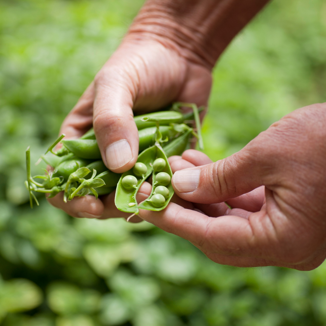 Ekologisk Spritärt - Douce Provence
