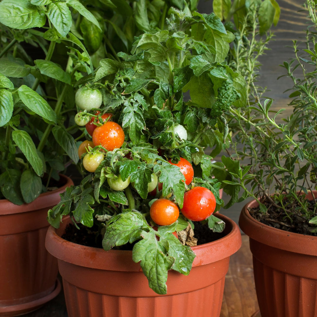 Kruktomat - Balkonzauber