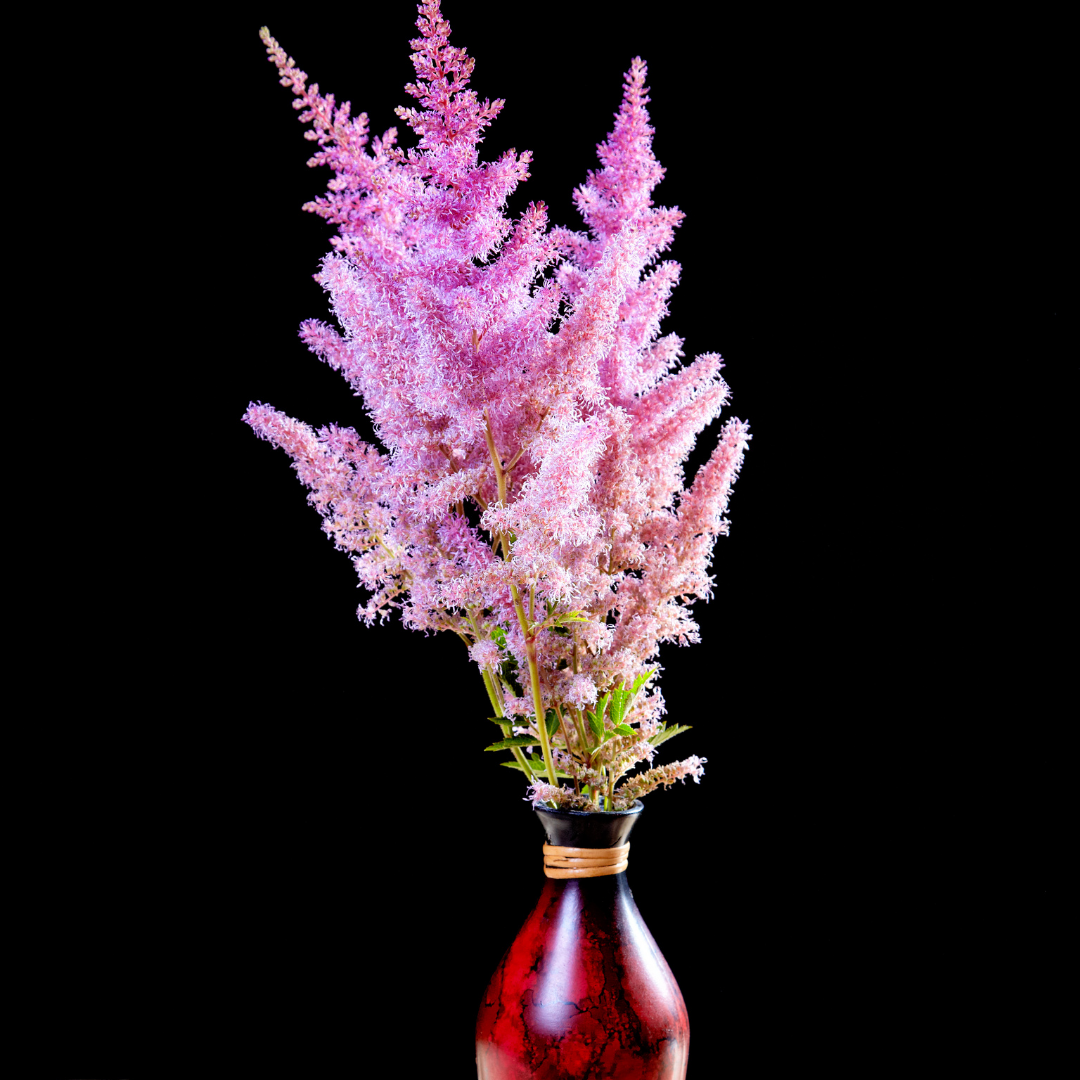 Astilbe - Hybrids Mix - 2