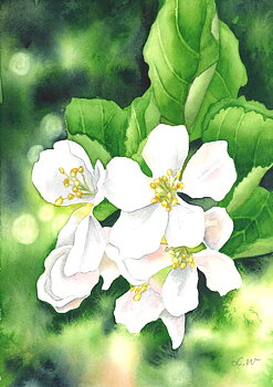 Fine art print "Äppelblom" a4
