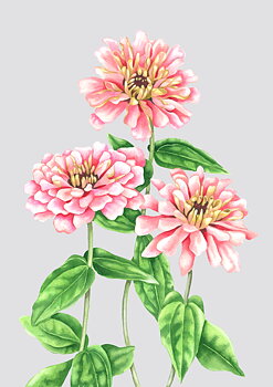 Fine art print "Zinnia" a4