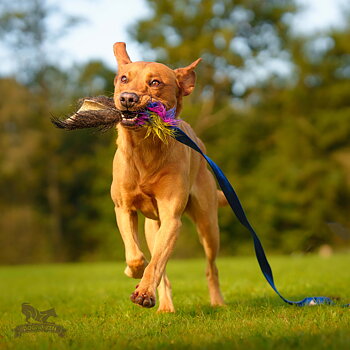 Wild Boar Chaser Tug L