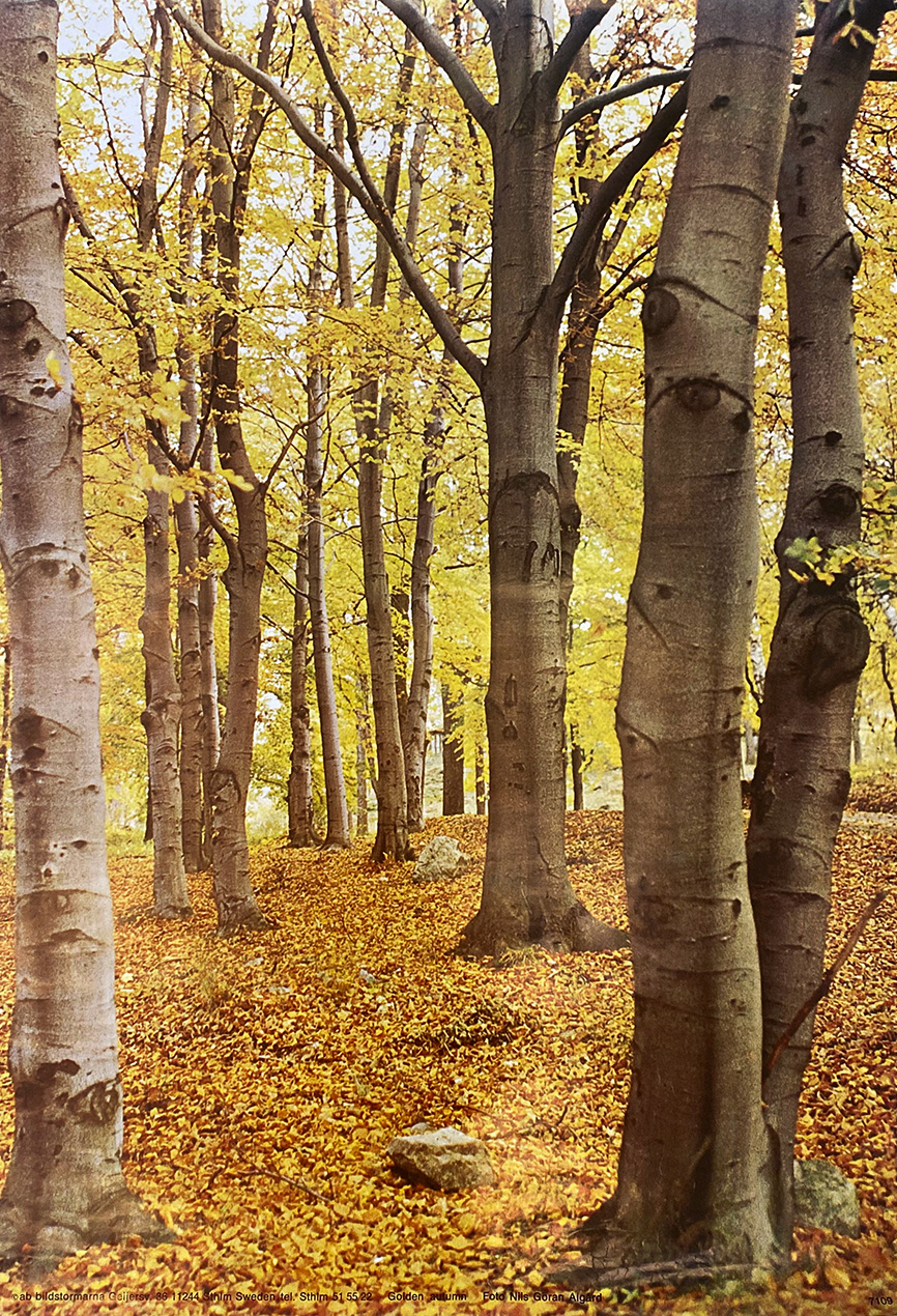 GOLDEN AUTUMN
