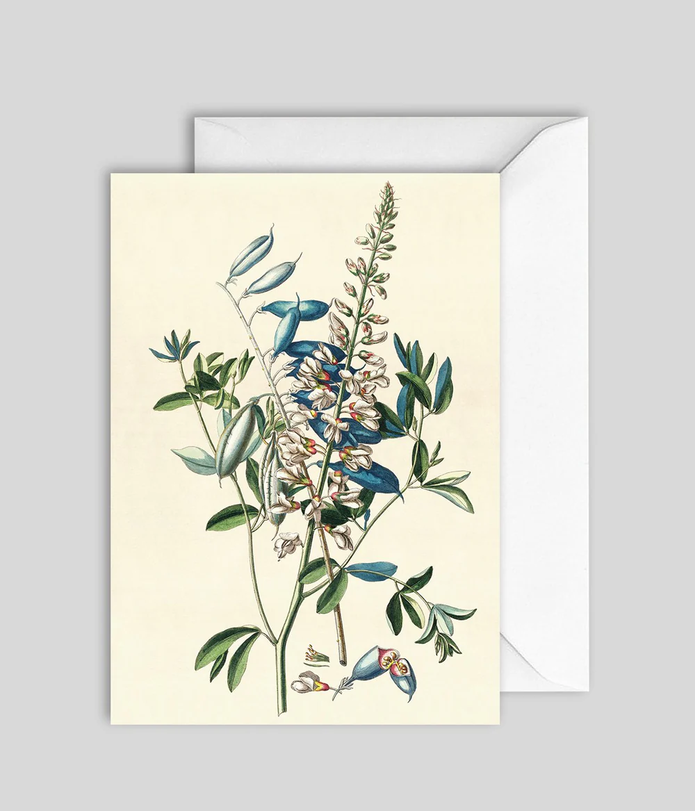 Kort Crotalaria