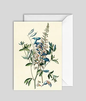 Kort Crotalaria