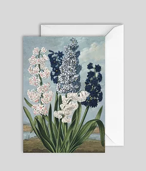 Kort White and blue hyacints