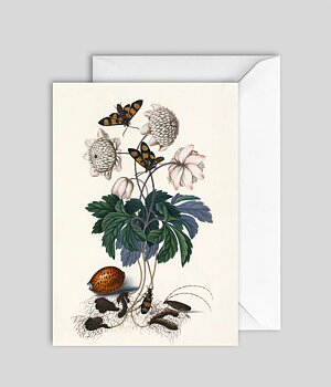 Kort Greens and two butterflies