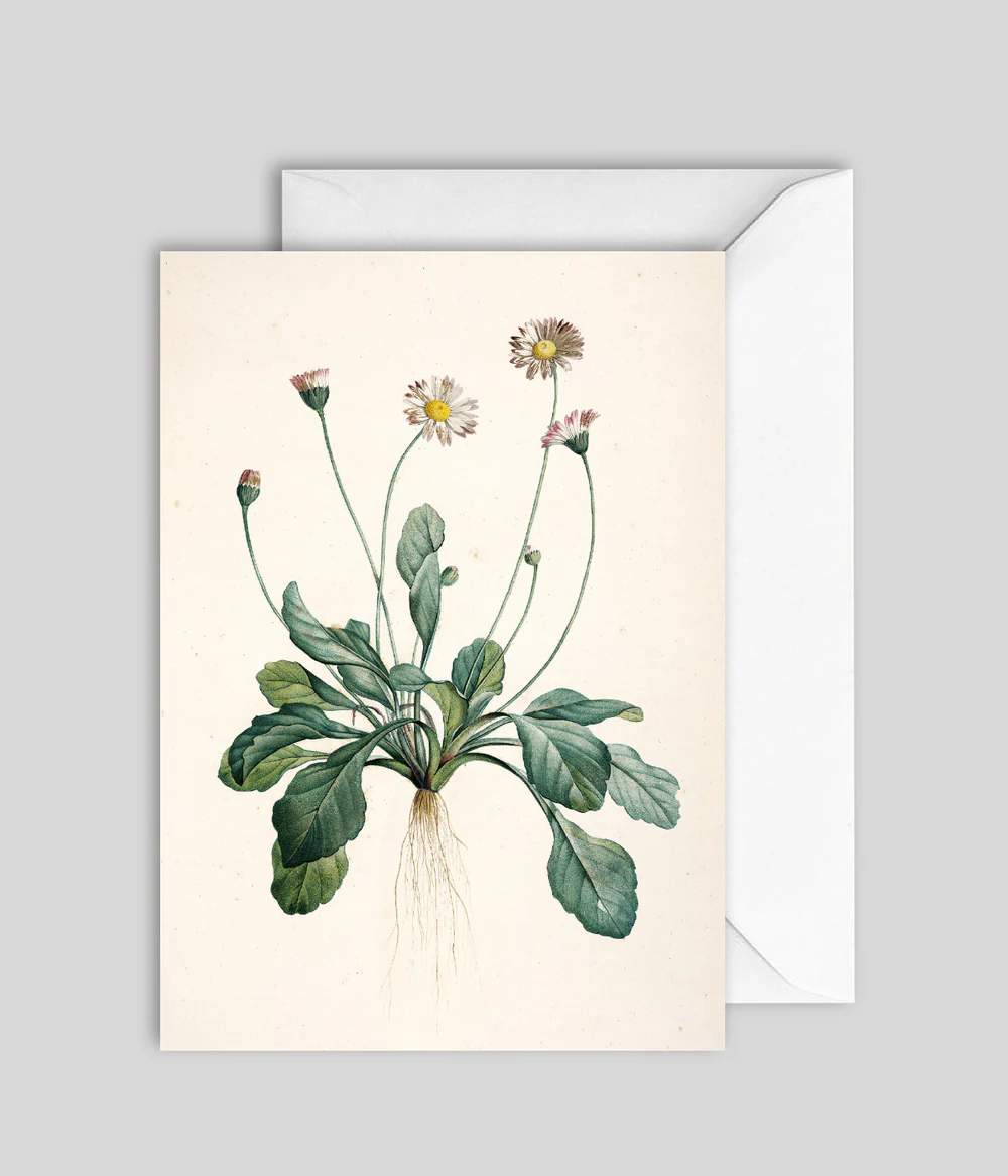 Kort Bellis Perennis