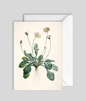 Kort Bellis Perennis