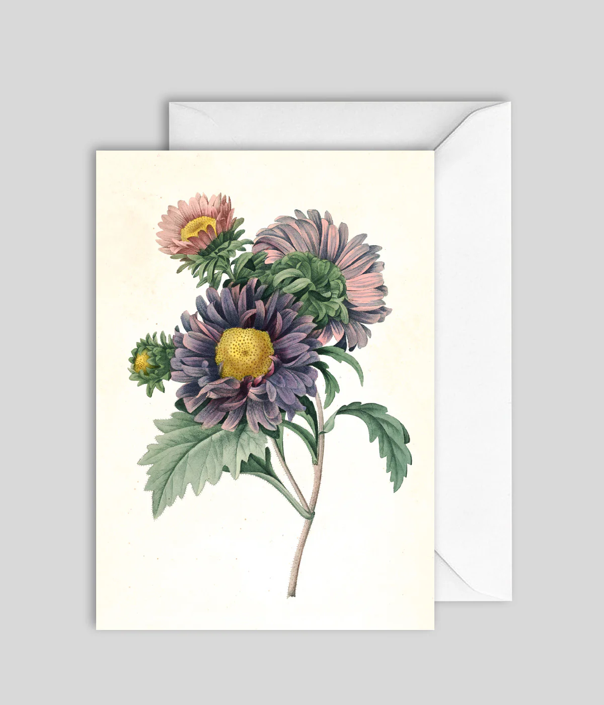 Kort Aster Chinensis