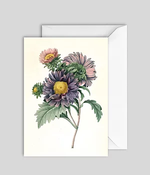 Kort Aster Chinensis