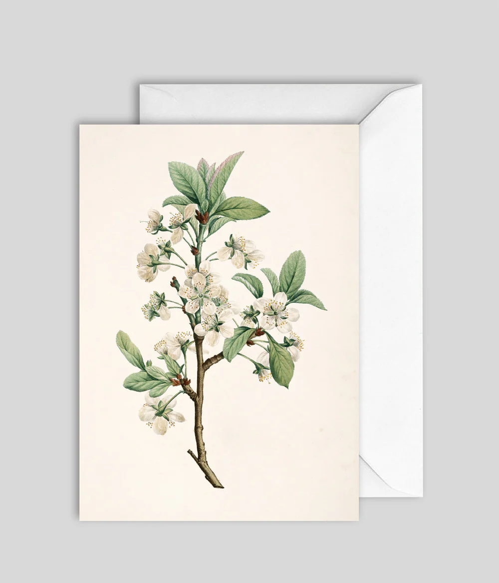 Kort Prunus Domestica