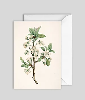 Kort Prunus Domestica