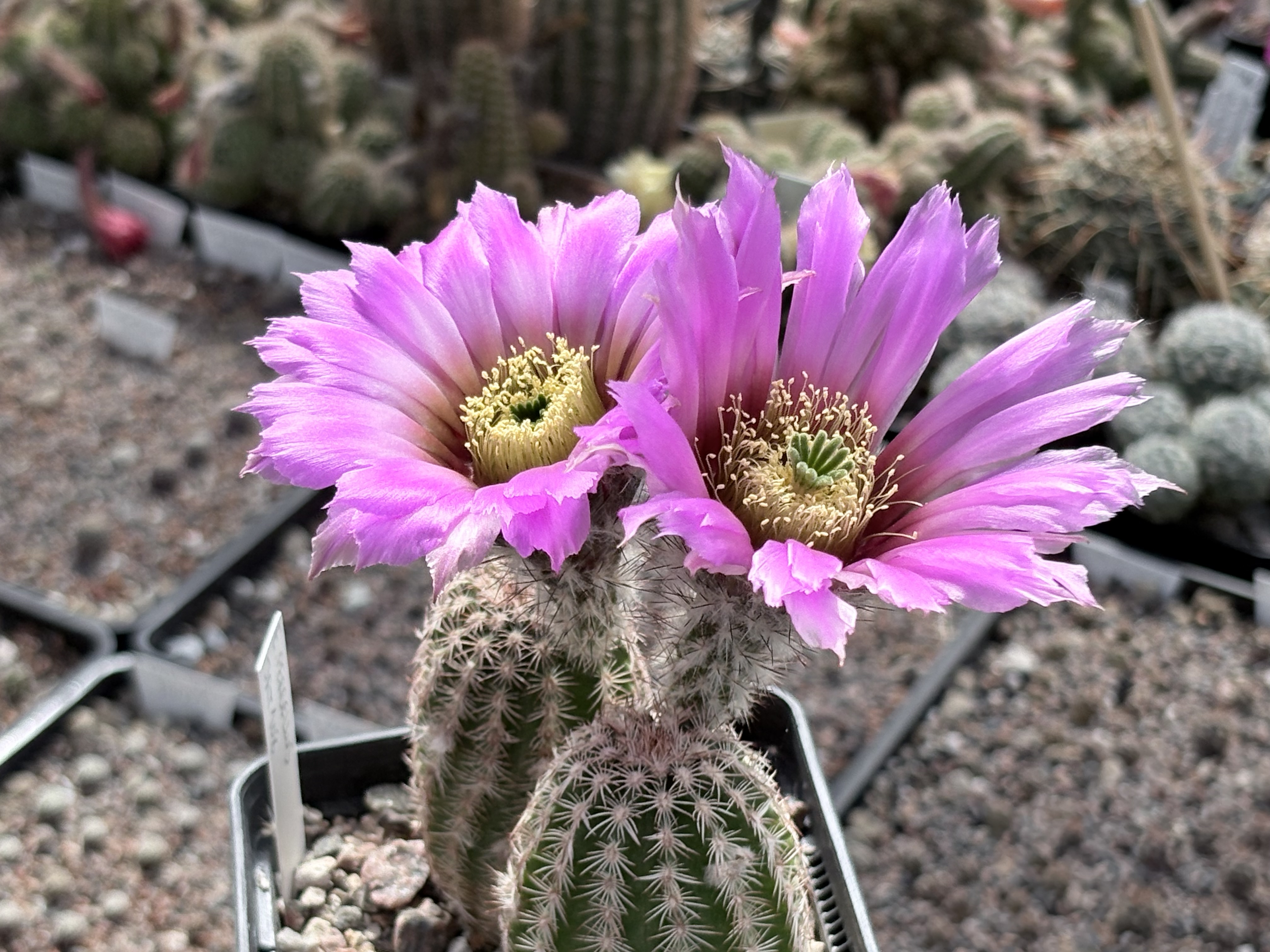 Echinocereus reichenbachii ssp. perbellus JRT 108 (Otero Co, CO)