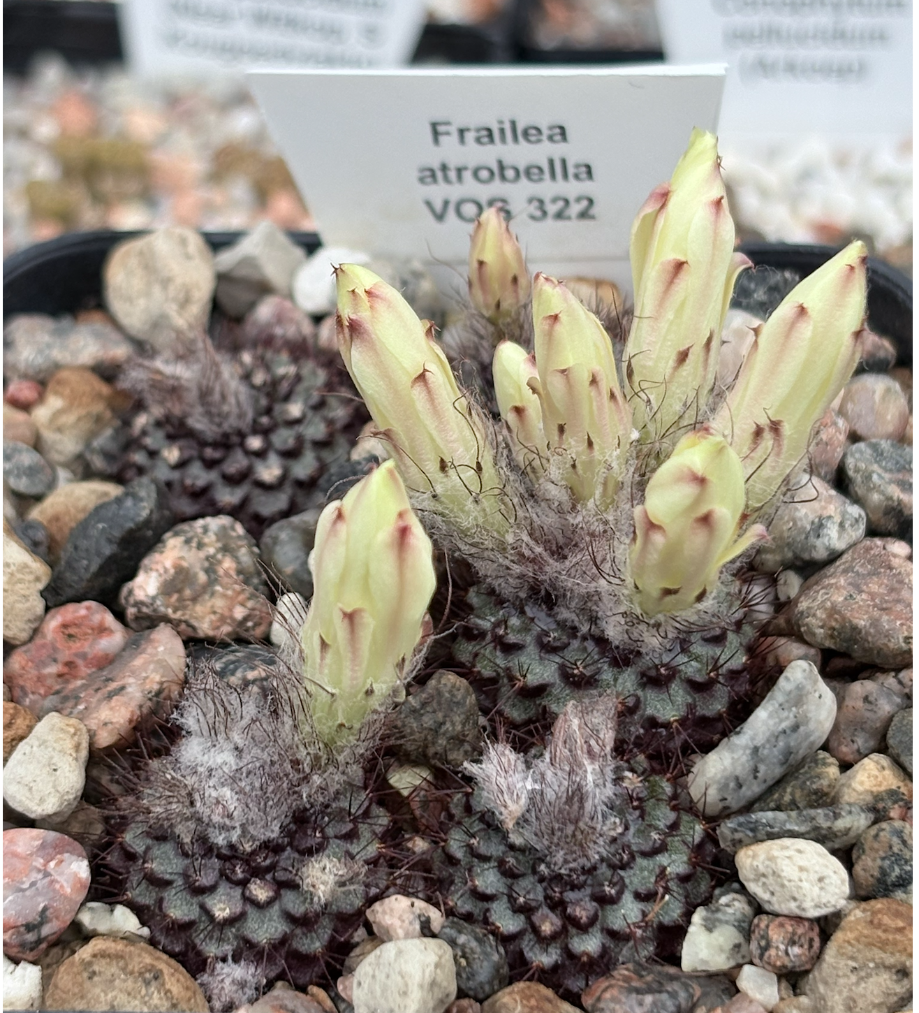 Frailea atrobella VOS 322