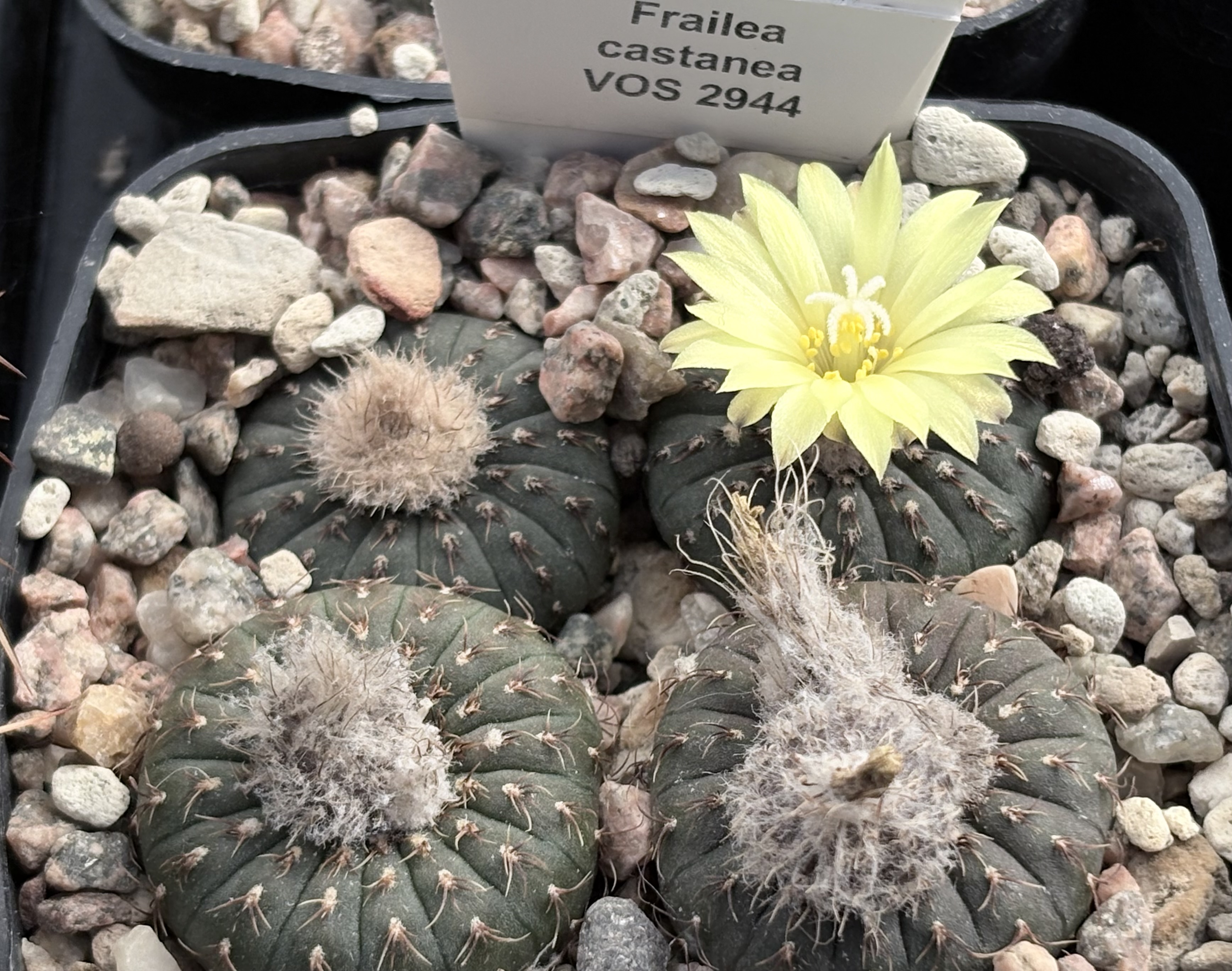 Frailea castanea VOS 2944 - 2