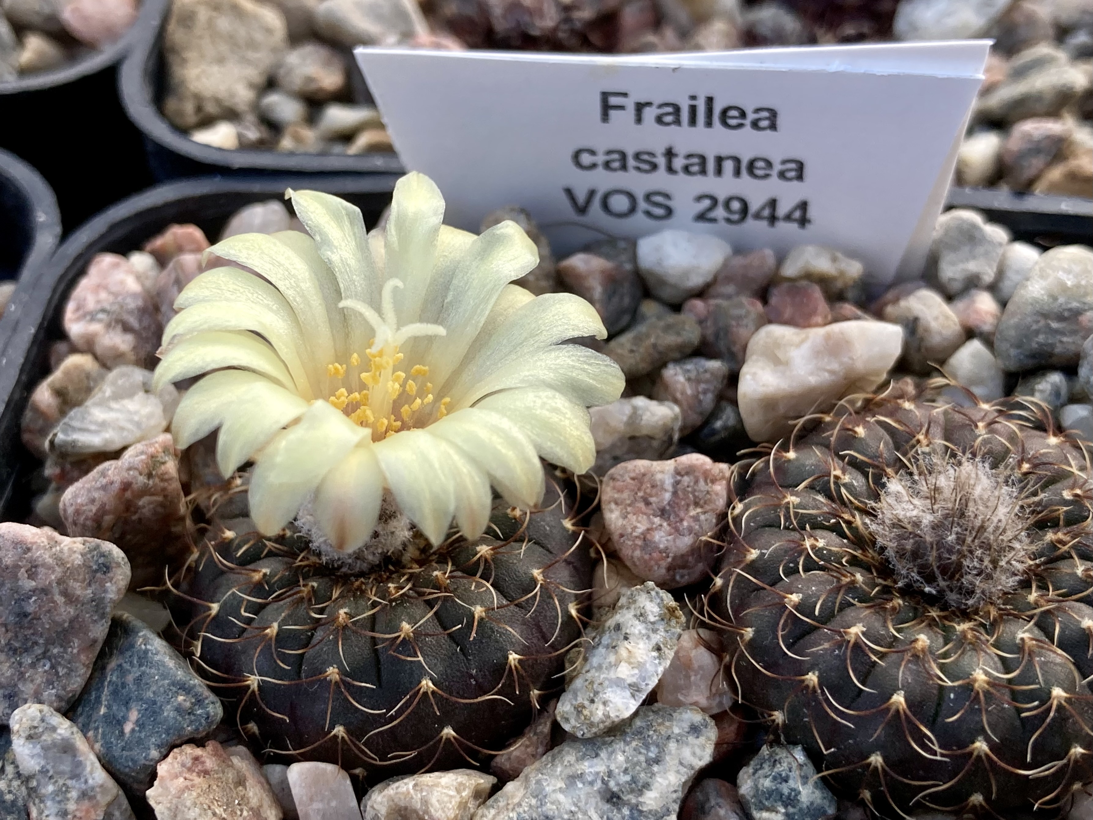 Frailea castanea VOS 2944