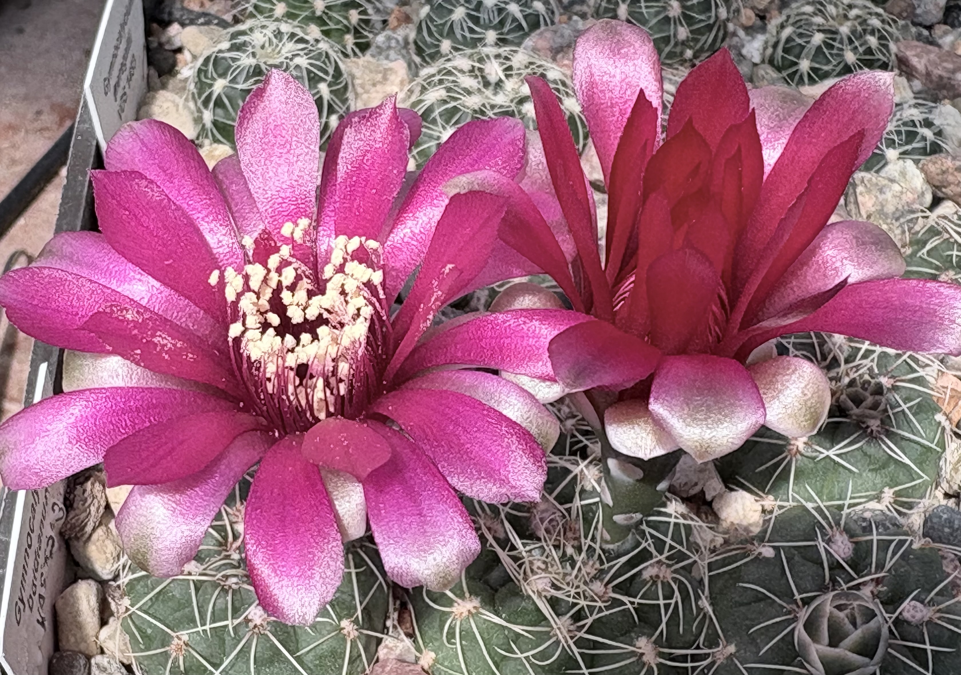Gymnocalycium baldianum KAS 528.3 - 2