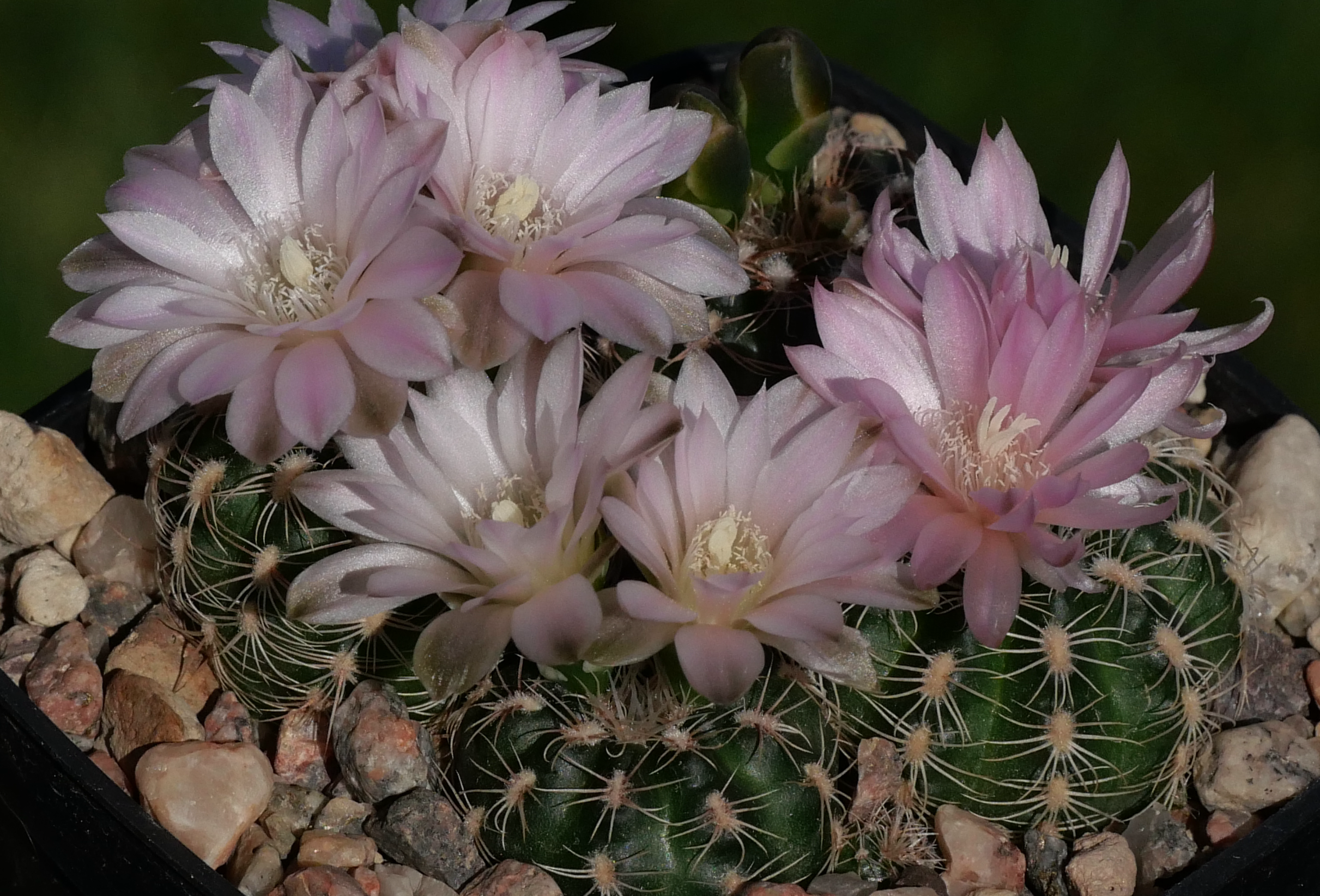 Gymnocalycium bruchii ssp. lafaldaense VOS 2860 - 2