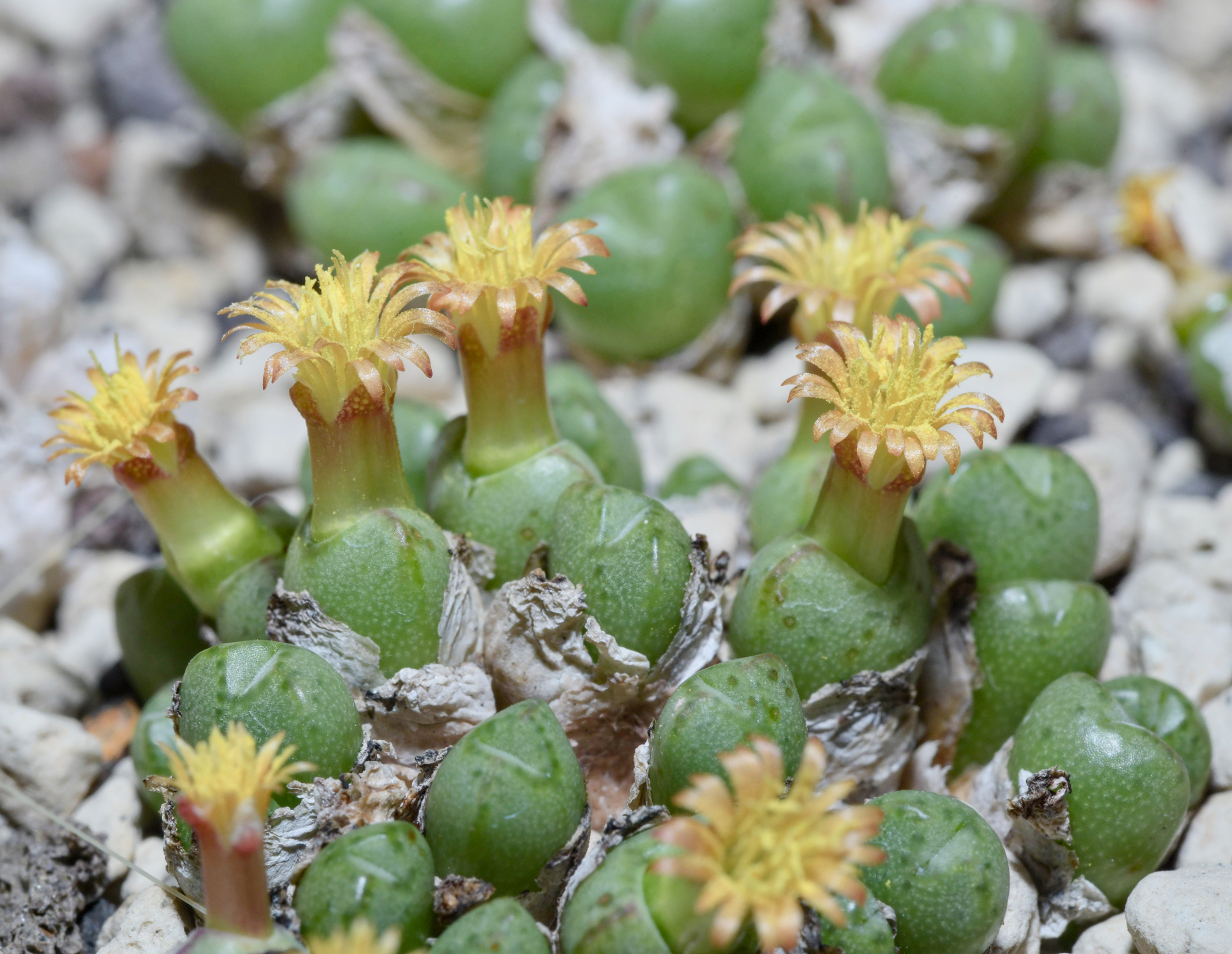 Conophytum loeschianum (Bloedrift)