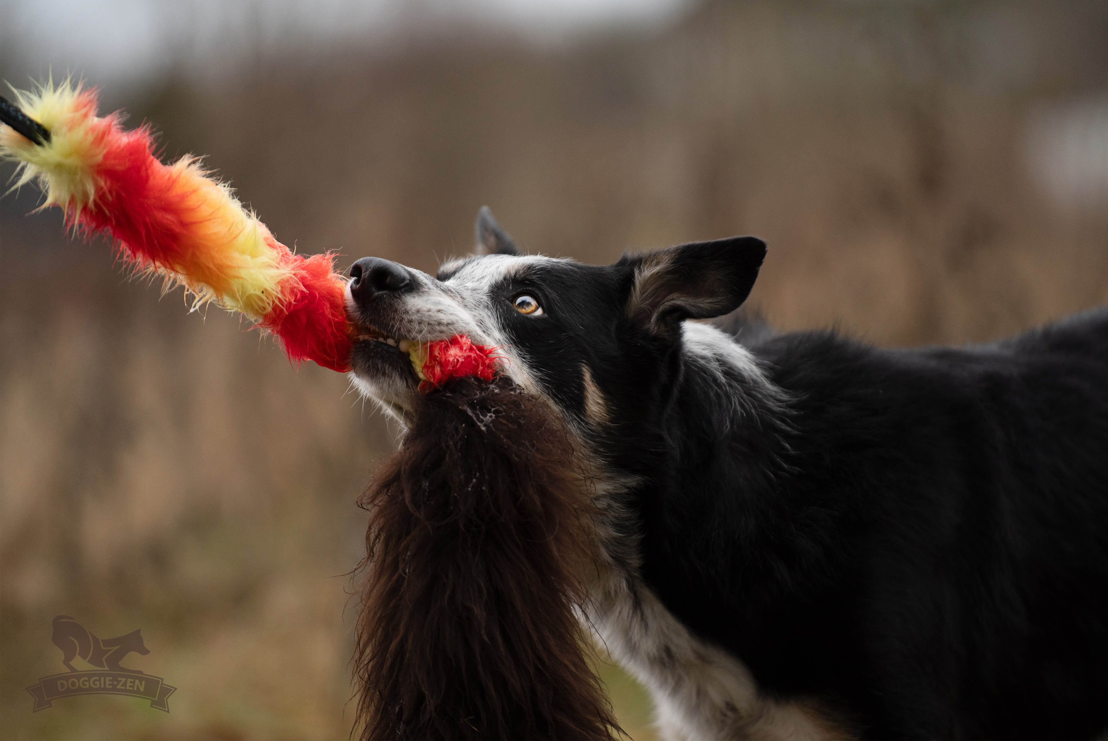 Bungee Fake Fur & Sheepskin Chaser Tug L with Squeaker - 5