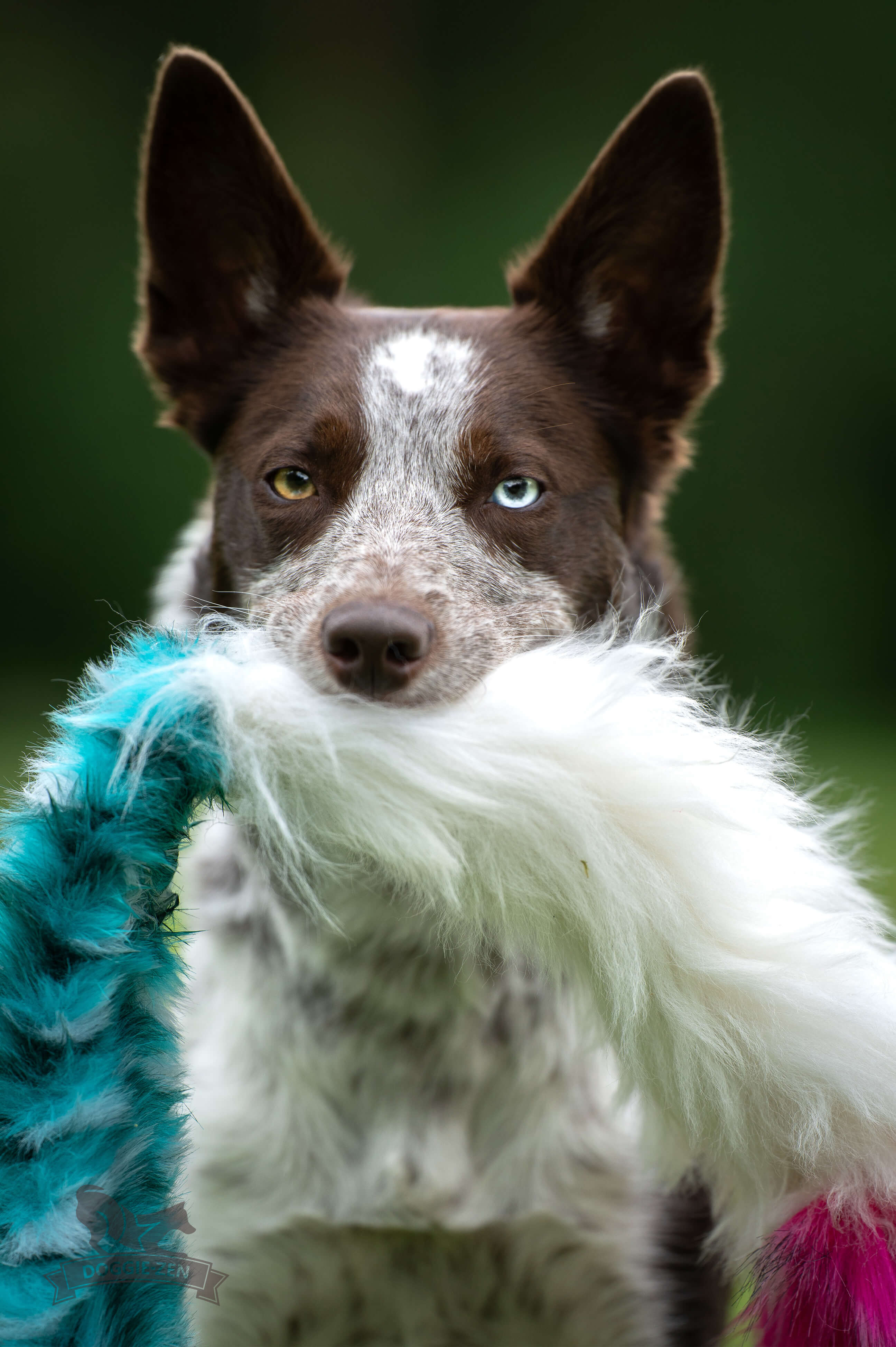 Bungee Fake Fur & Sheepskin Chaser Tug L with Squeaker - 6