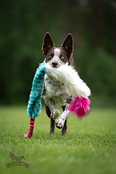 Bungee Fake Fur & Sheepskin Chaser Tug L with Squeaker