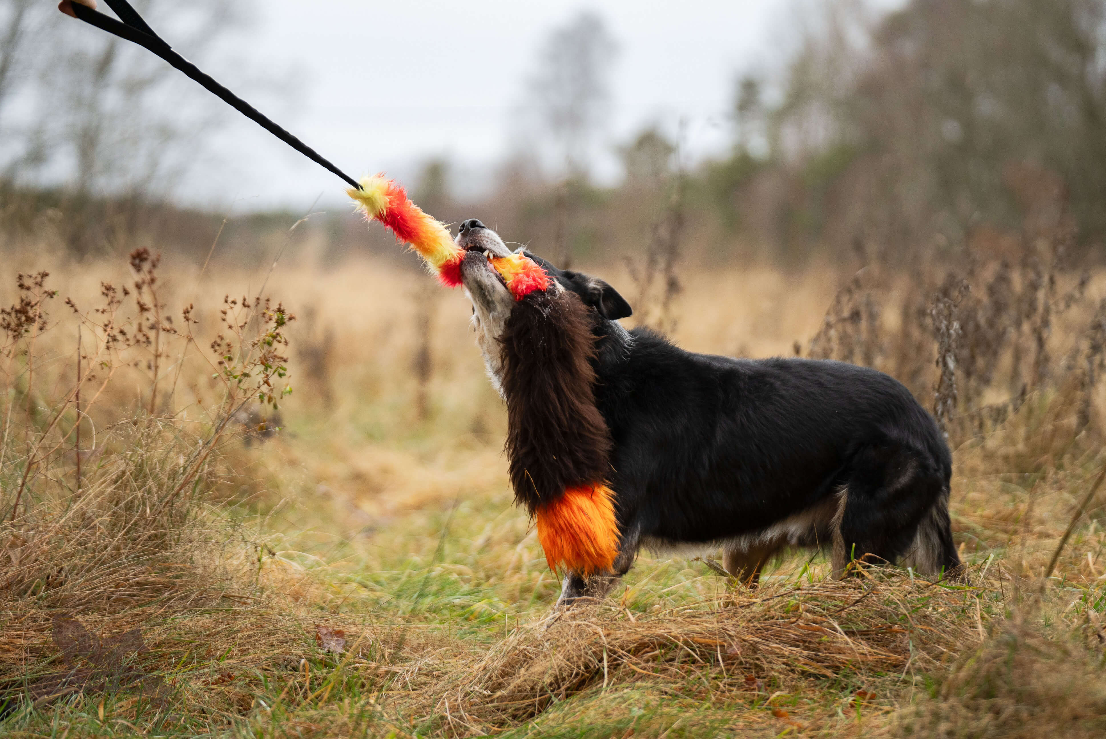 Bungee Fake Fur & Sheepskin Chaser Tug L with Squeaker - 12
