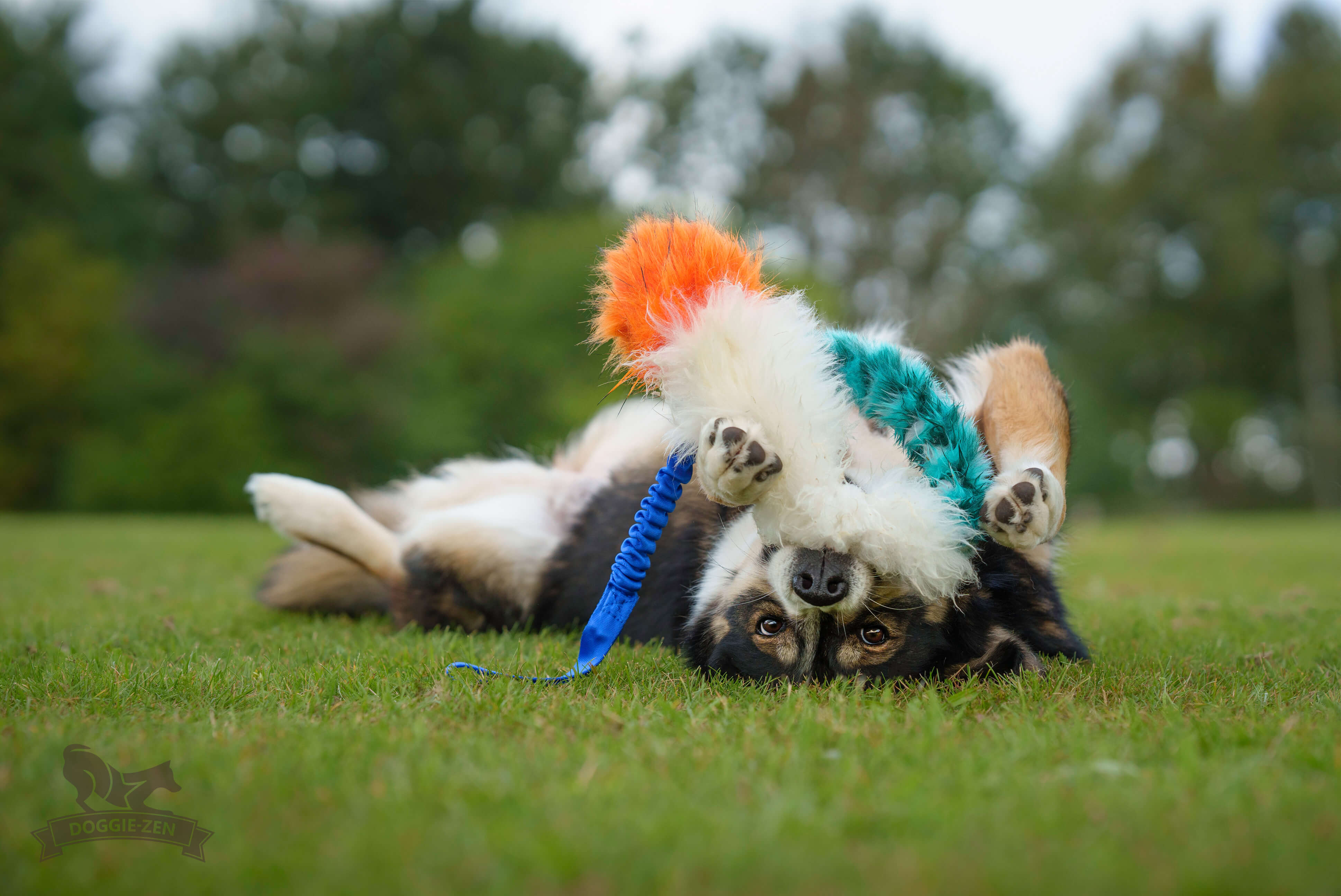 Bungee Fake Fur & Sheepskin Chaser Tug L with Squeaker - 4