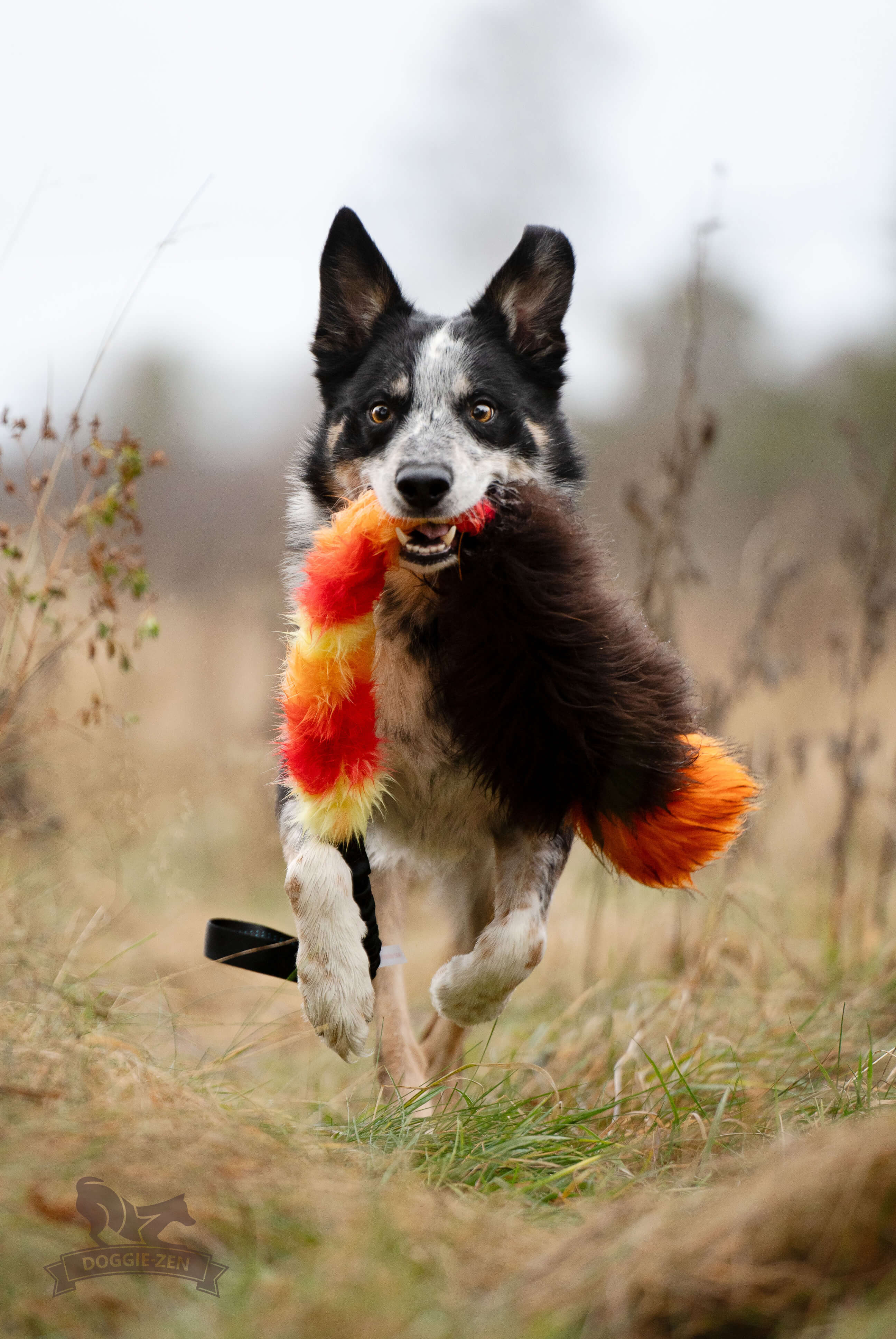 Bungee Fake Fur & Sheepskin Chaser Tug L with Squeaker - 11