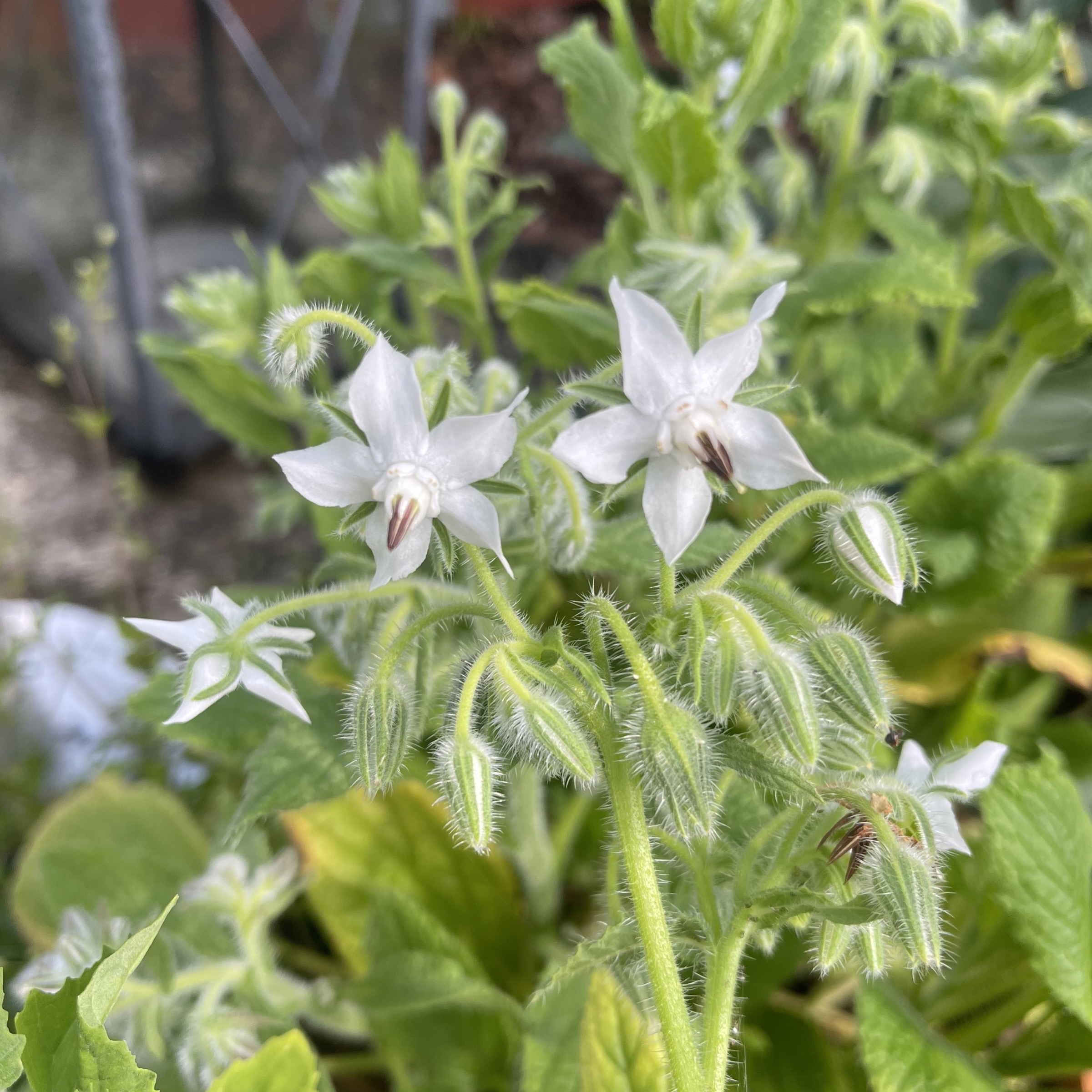 Gurkört 'Bianca'