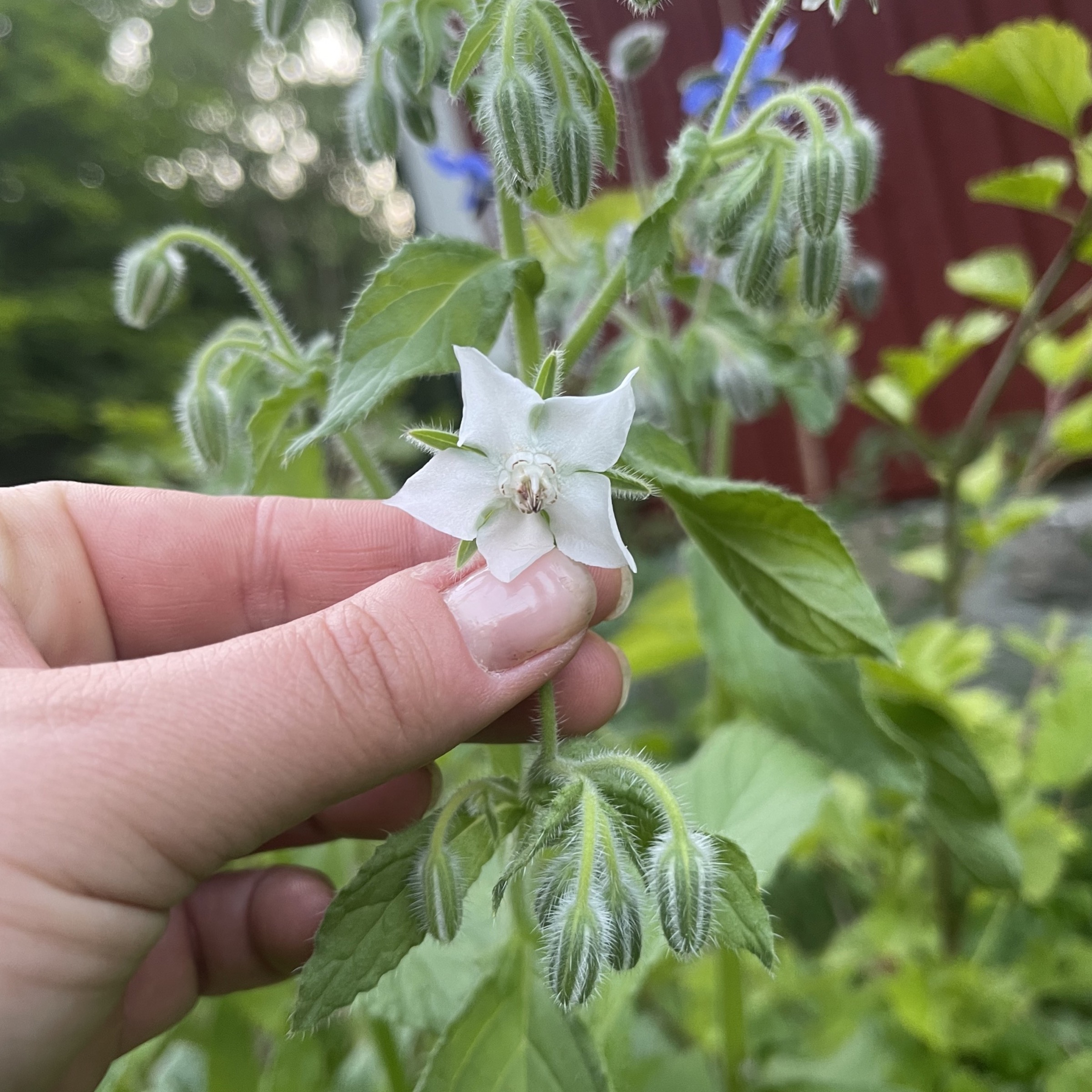 Gurkört 'Bianca'