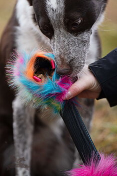 Bungee Squeaker Tube Treat Tug
