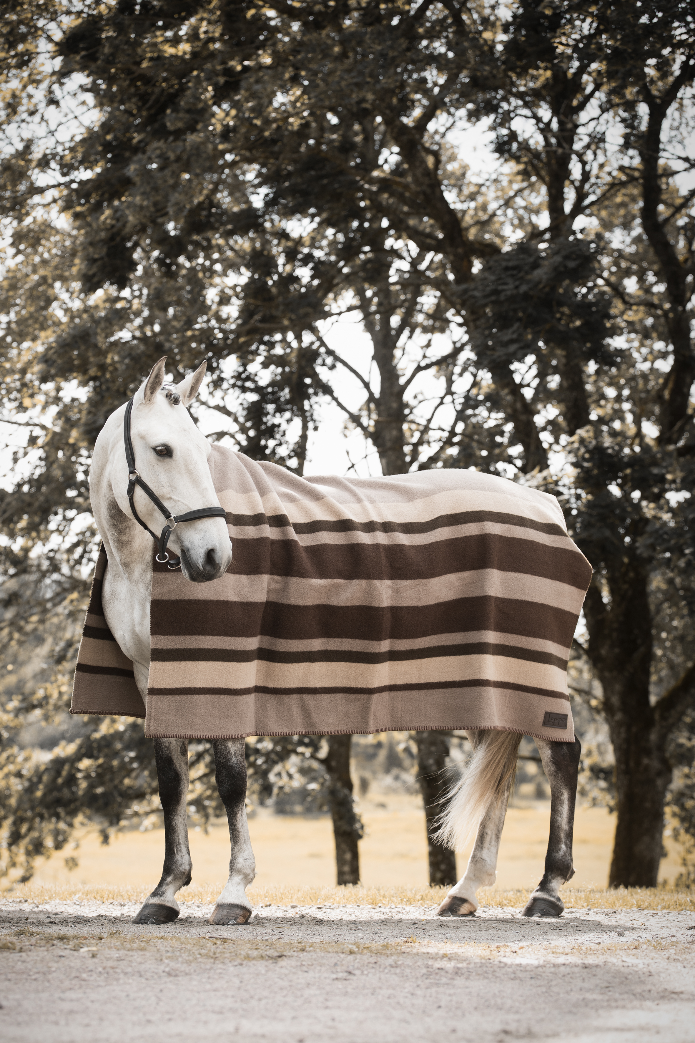 LIPPO Wool Blanket 180x210 cm - Yorkshire - Breathable 