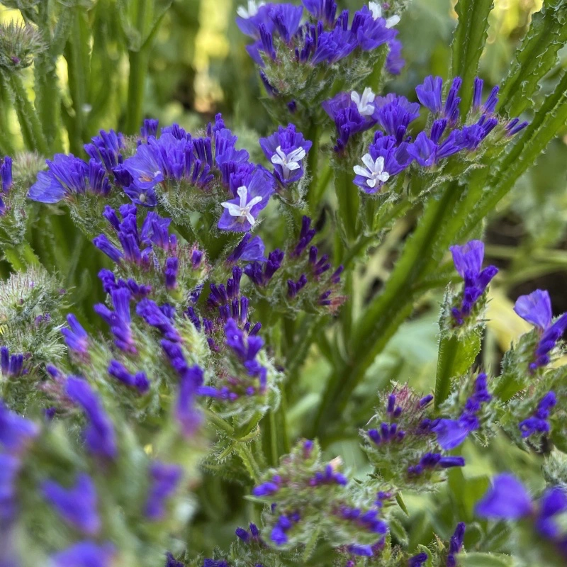 Mörkblå risp 'Dark Blue'