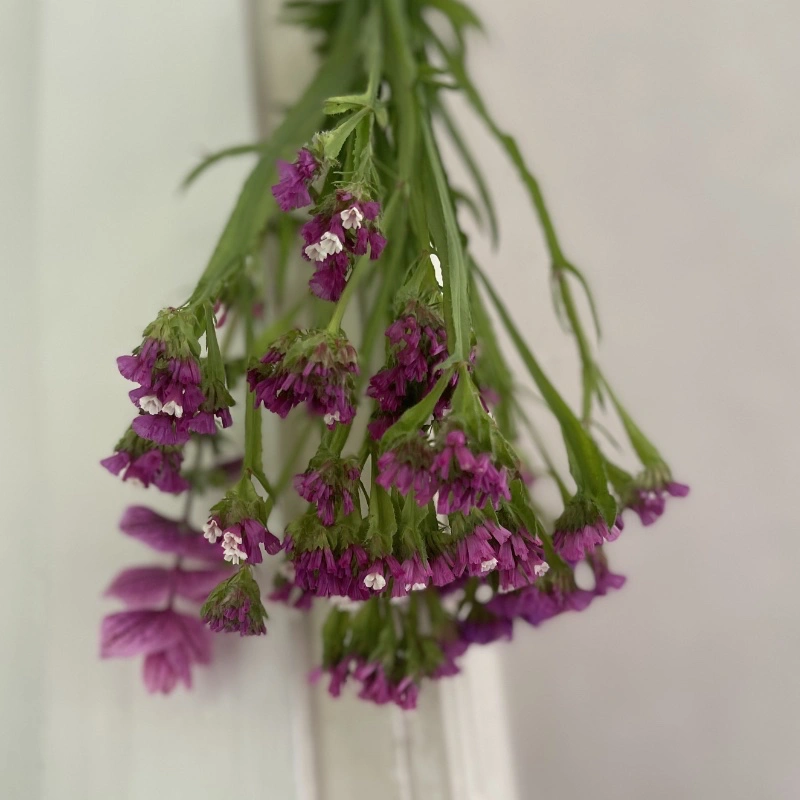 Risp torkad som evighetsblomma