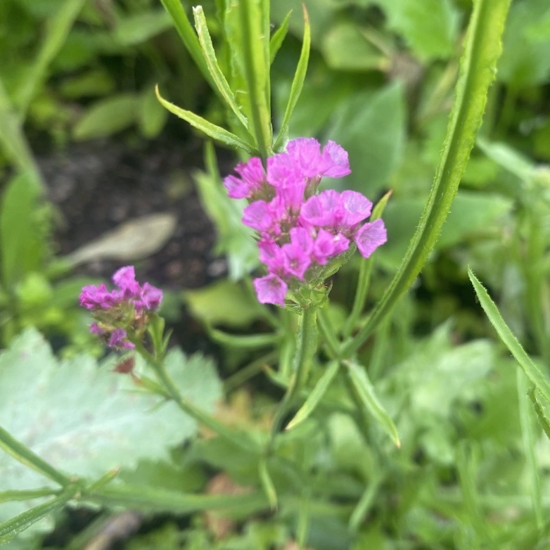 Närbild på Risp 'Qis Forever Rose'
