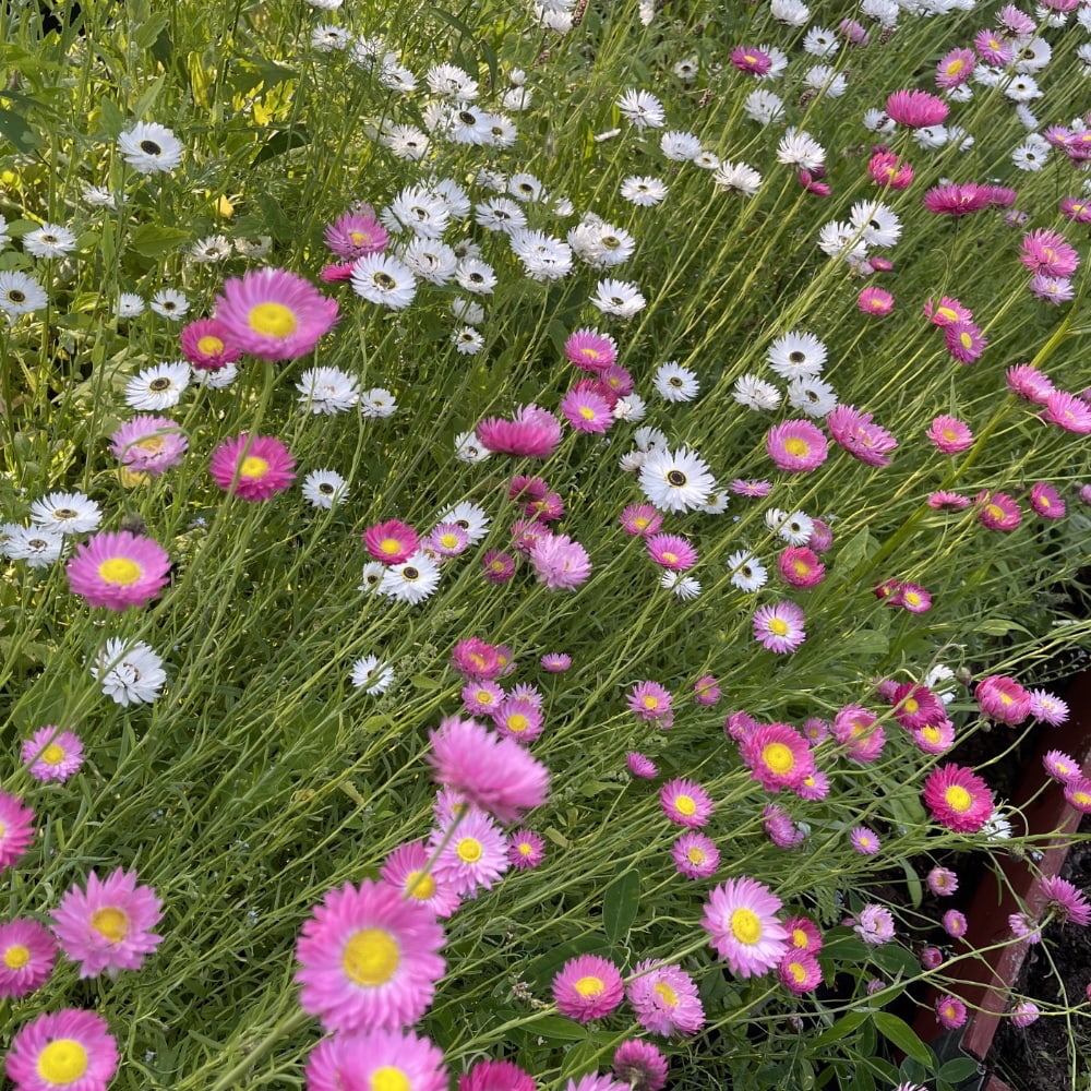 Roseneternell 'Giant Flower Mix'