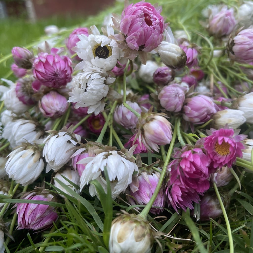 Roseneternell 'Giant Flower Mix' - 3