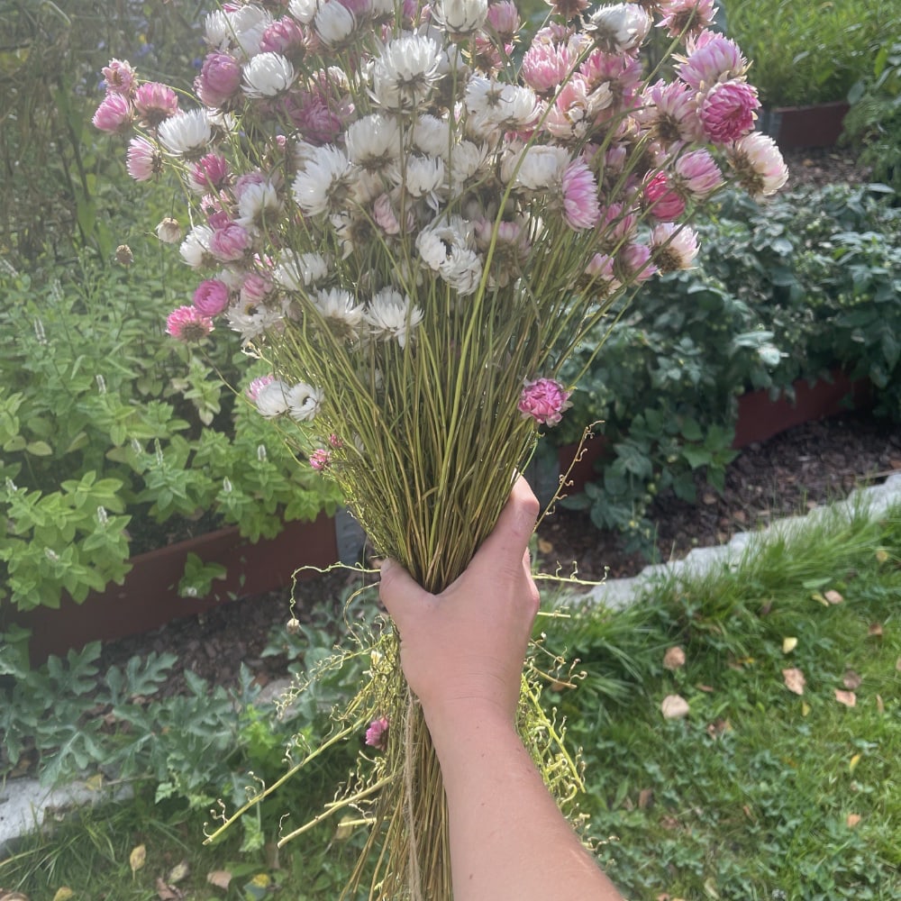 Roseneternell 'Giant Flower Mix'